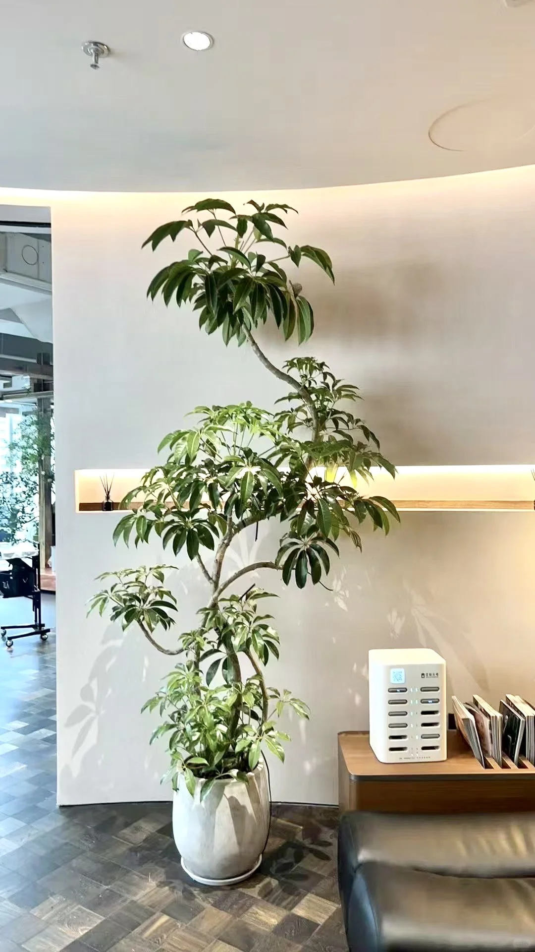 室内落地绿植花卉