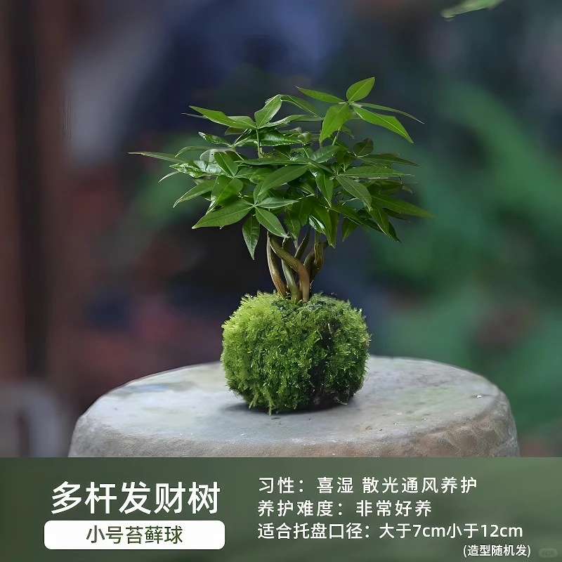 盆栽花卉组合，一镜到底～