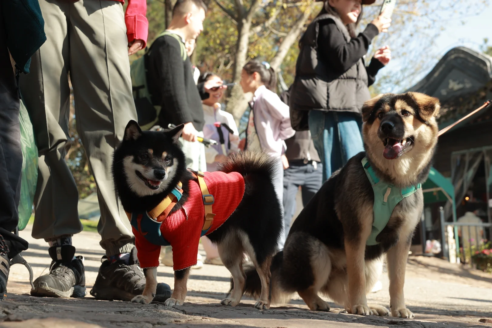 带狗净山被拉夫威尔狠狠圈粉！！