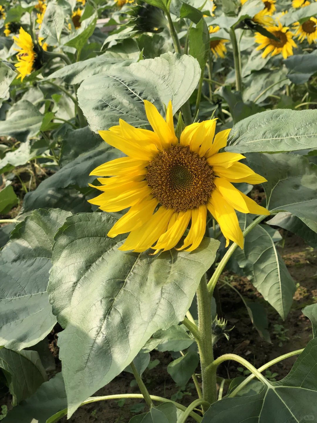 每日一花65: 向日葵