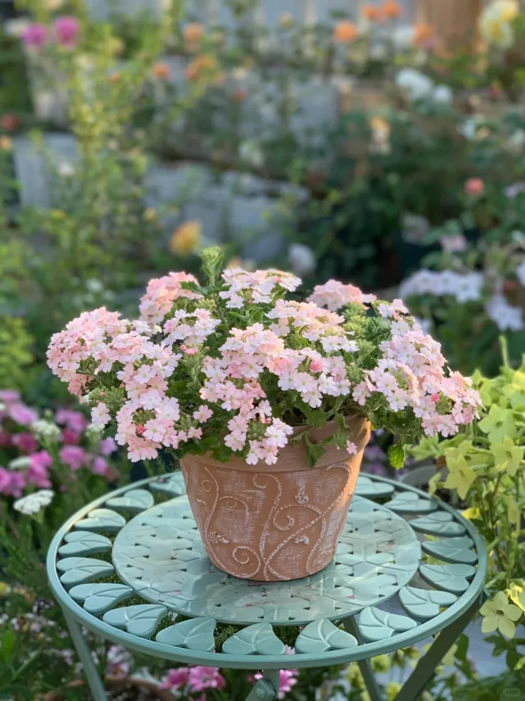 家里养花｜观花盆栽