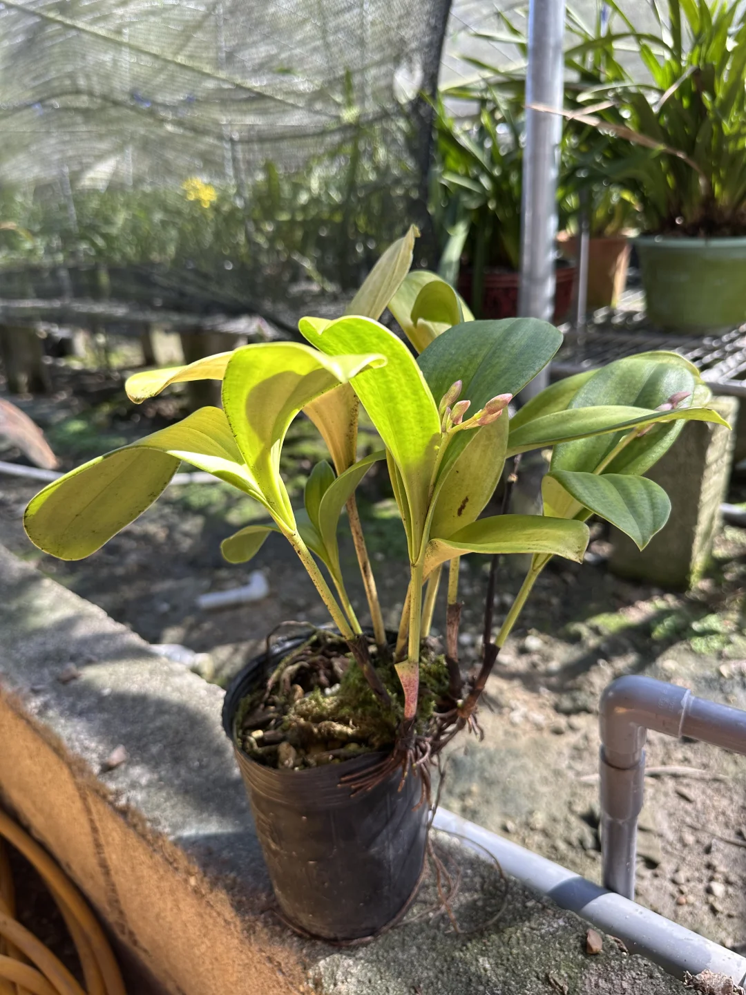 免费送花，有要的联系可邮寄