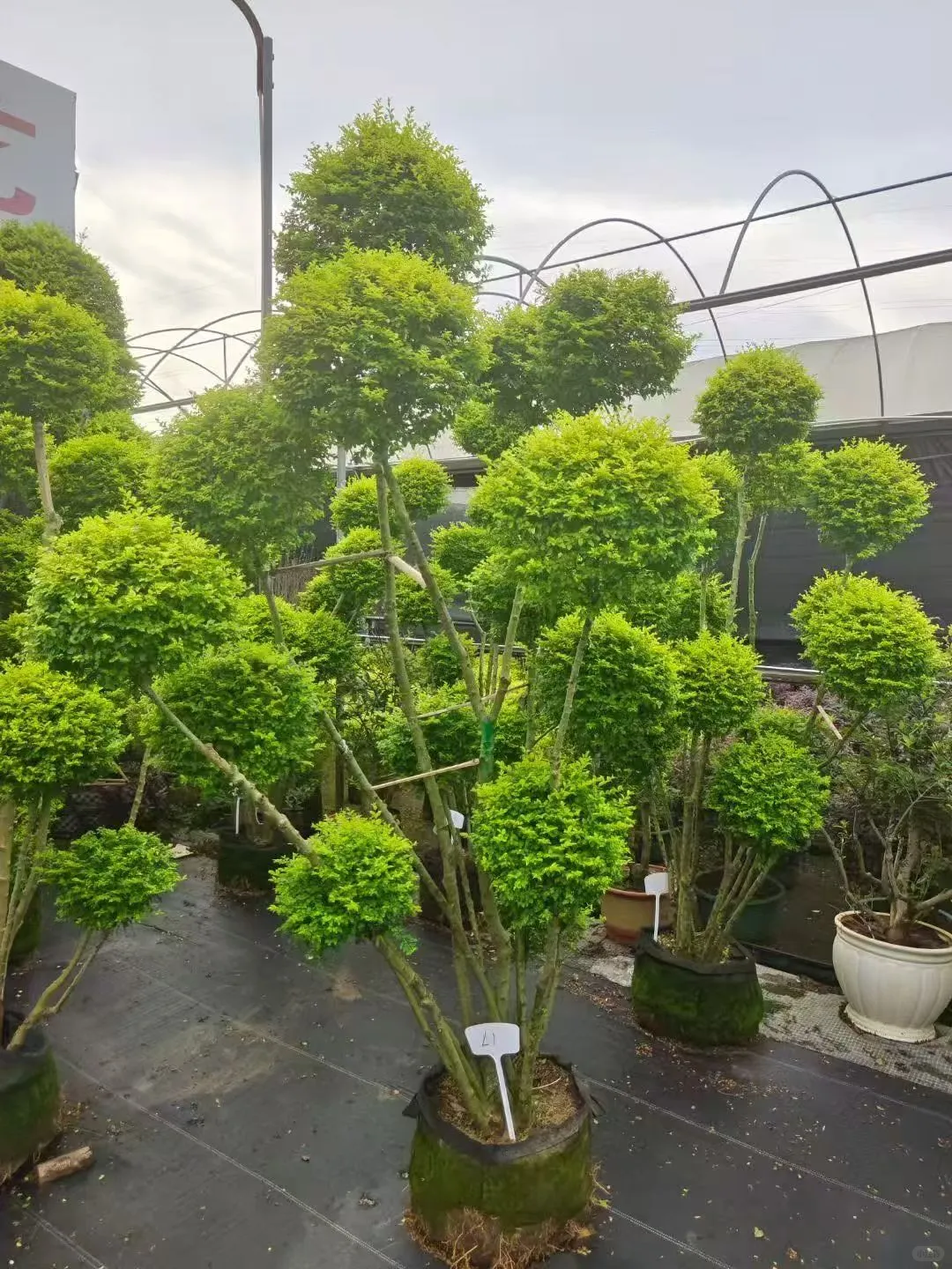 【苗木~亮叶女贞】