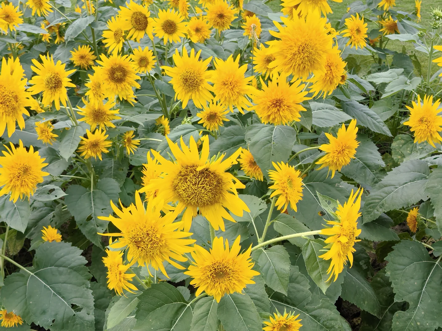 每日一花65: 向日葵