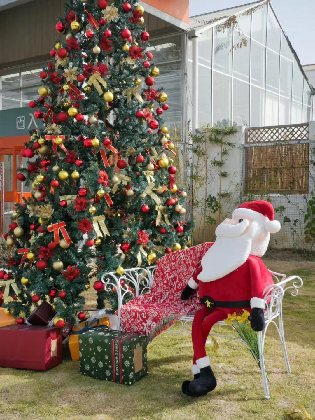 黑五闭眼入的「治愈系绿植」，虹越这波太香了
