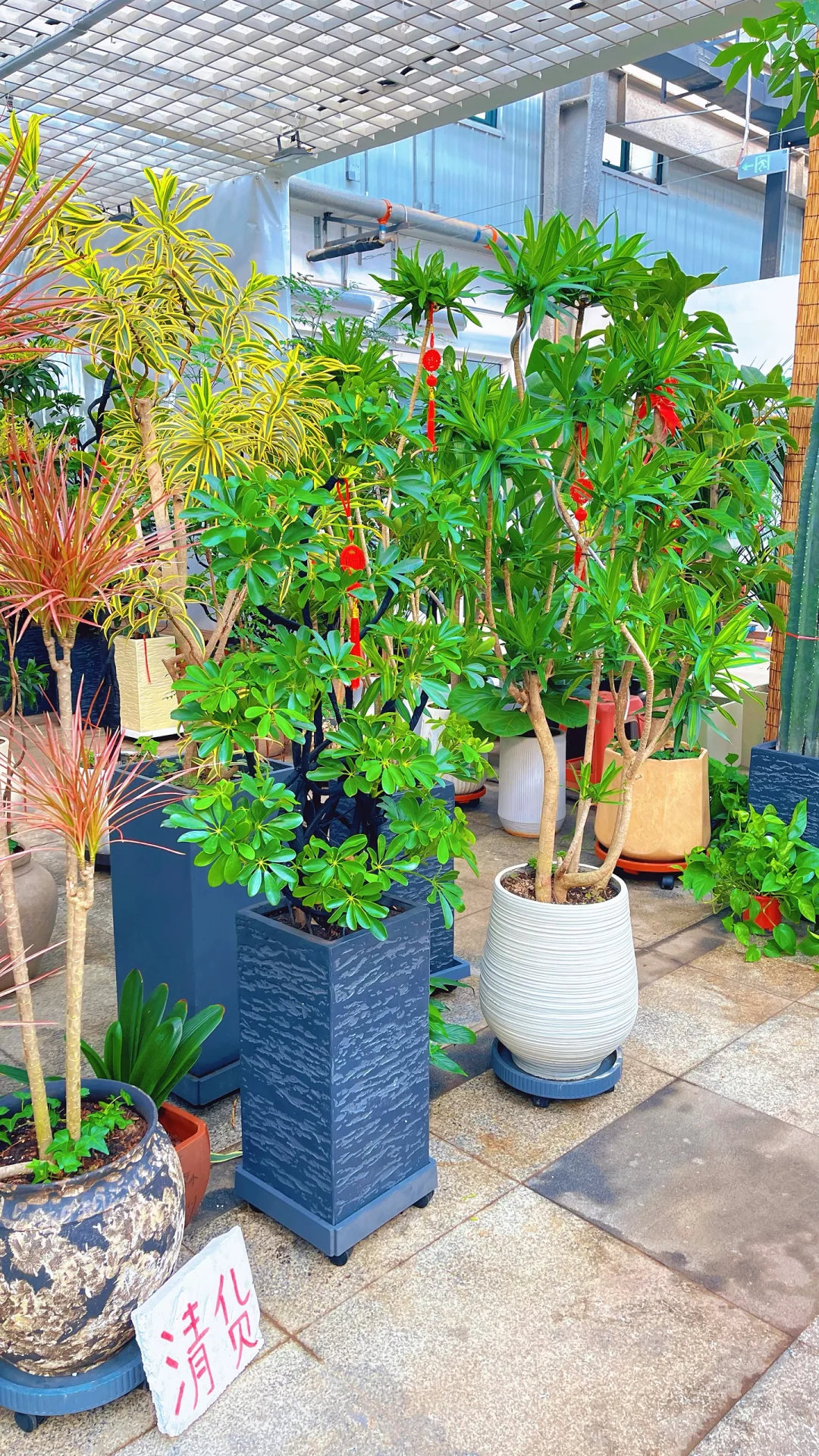 天津曹庄花卉，一个让你搬回整个春天的宝藏