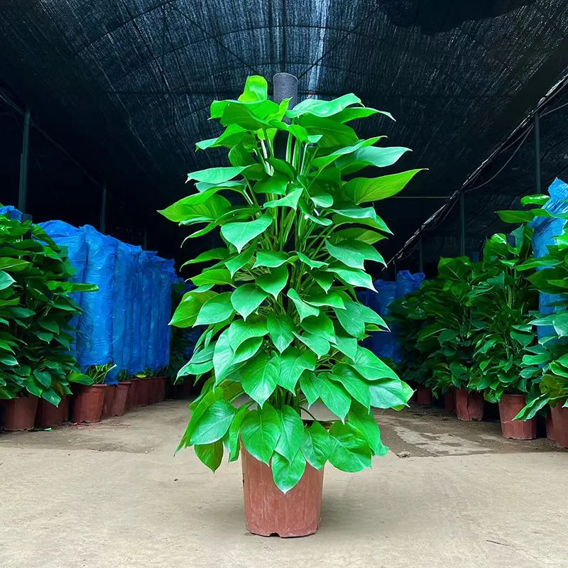 1.5大绿萝柱封神！艺彤花卉真的会挑?