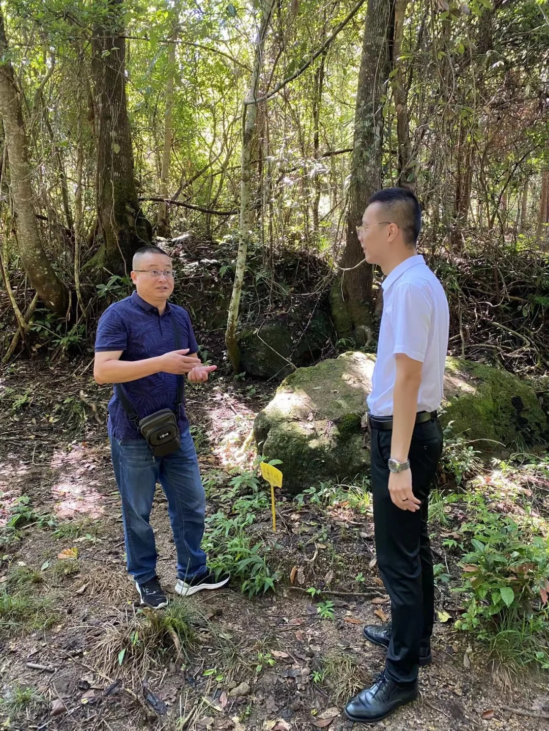 林下经济-常口黄精