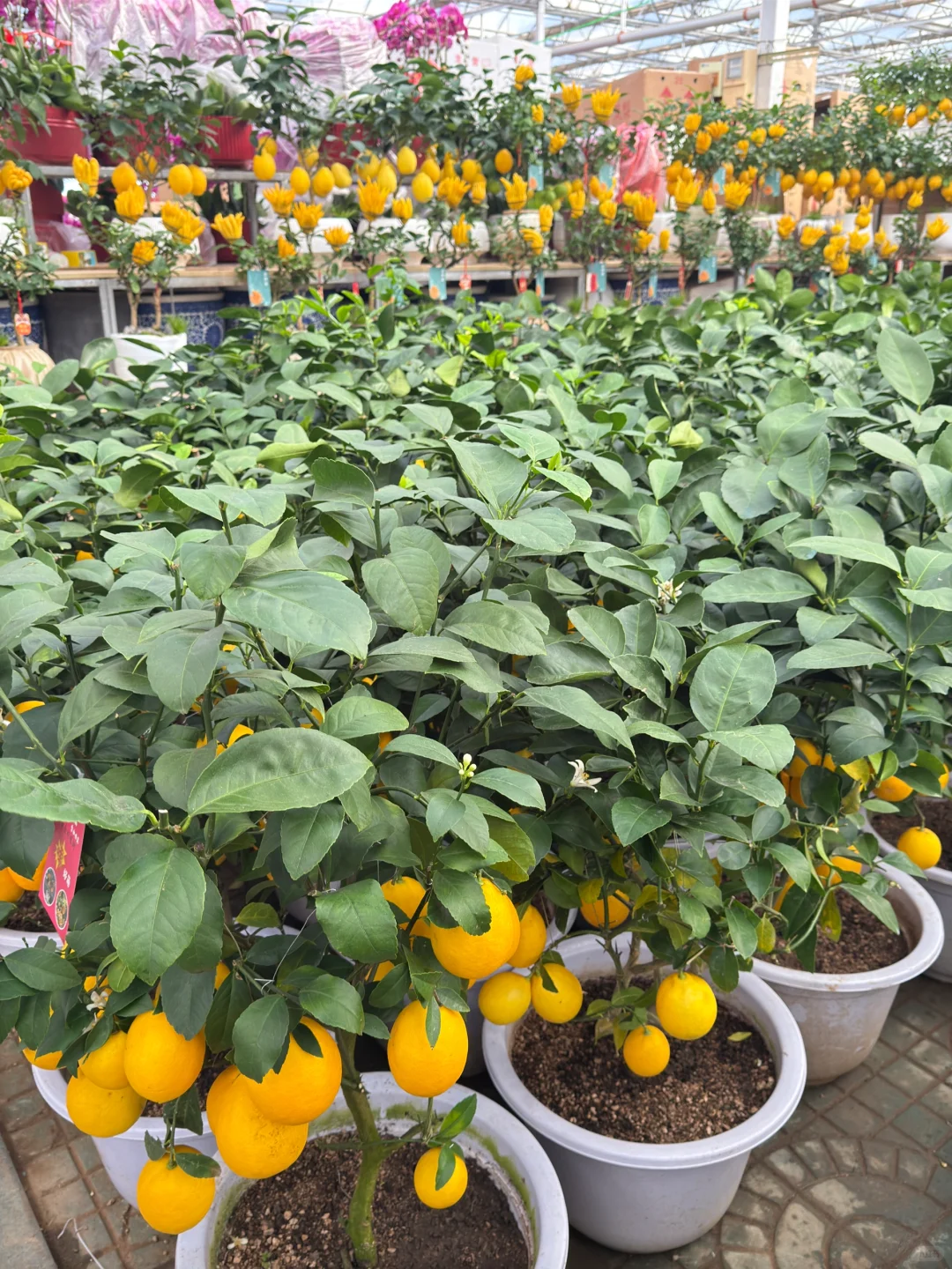 心中第一花市瞅一瞅