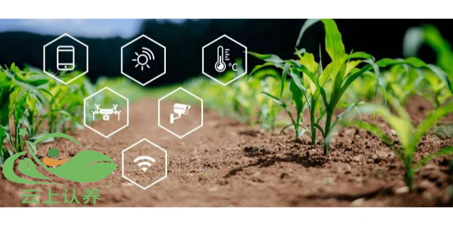 云上认养——以科技支撑农业，走向新未来