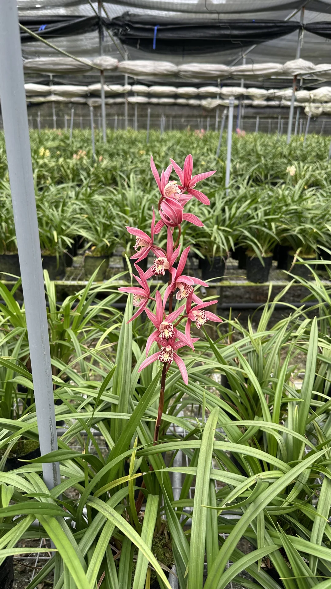 免费送花，有要的联系可邮寄