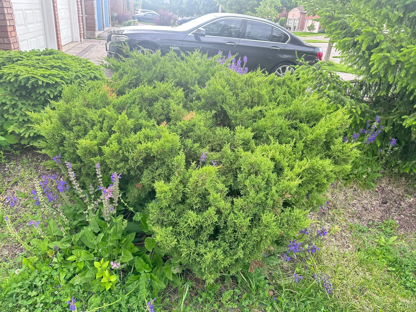 有人有需要吗？免费?送这些树，想要的自己挖