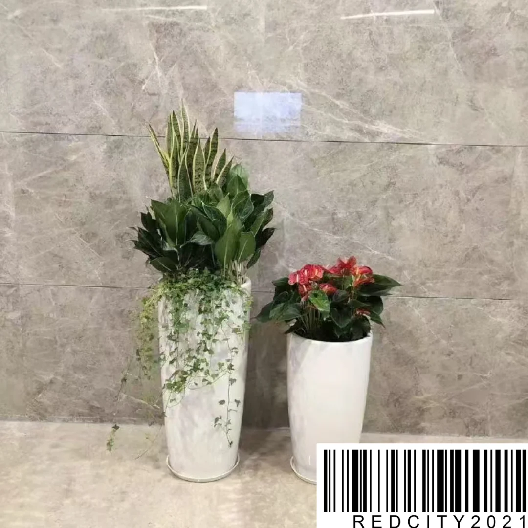 北京办公室绿植租摆