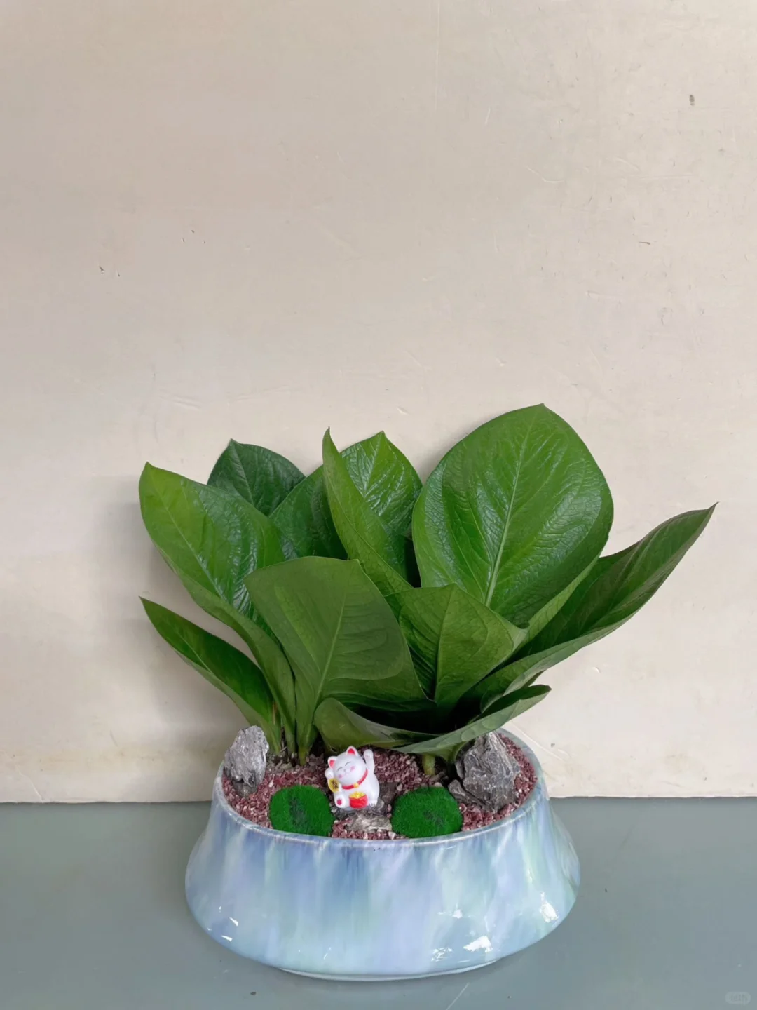 买到了梦中情花！小叶子真好看～