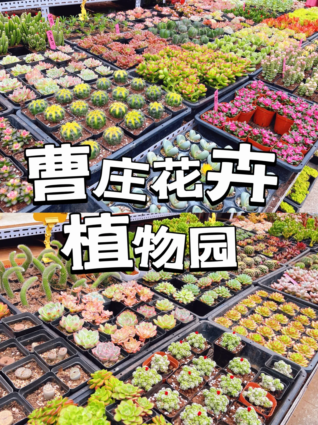 天津曹庄花卉，一个让你搬回整个春天的宝藏