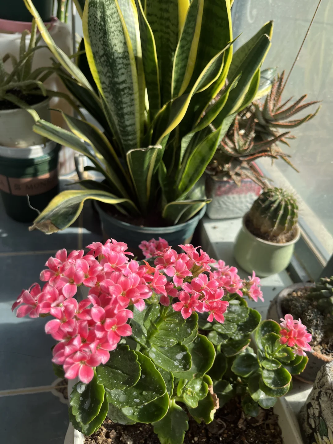 ?阳台党绿植强推虎皮兰！！