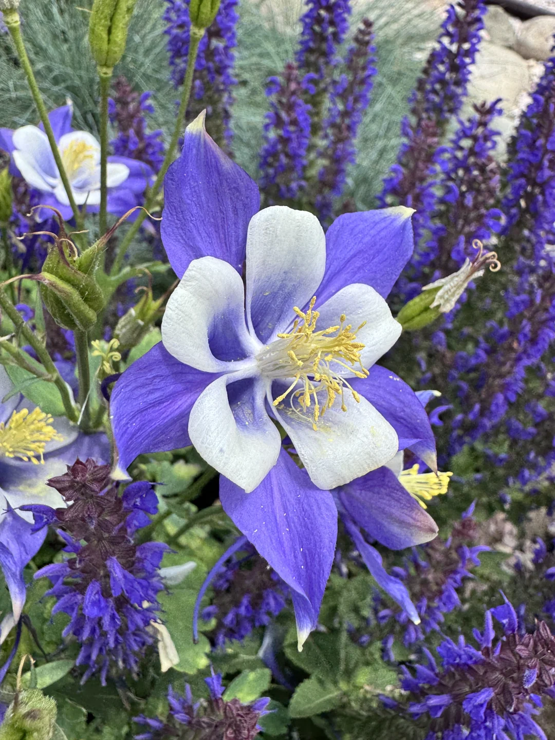 仙气飘飘的耧斗菜