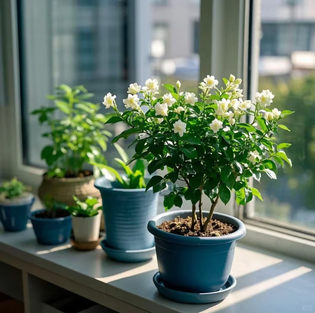 今天讲茉莉花！