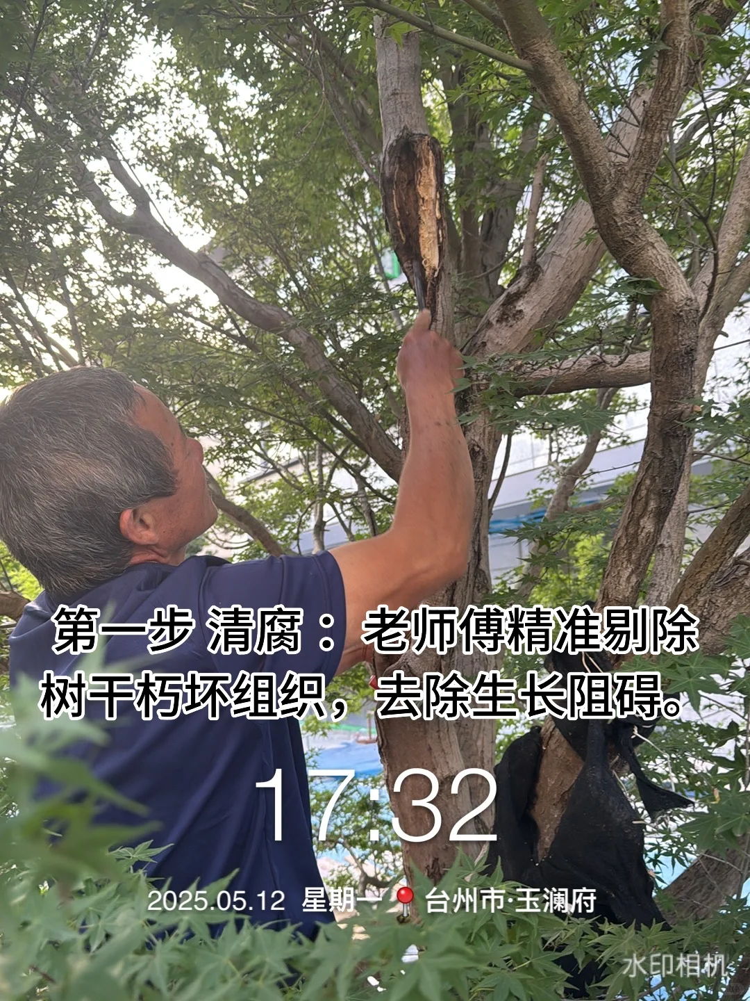 花了40万从日本买了一颗羽毛红枫树