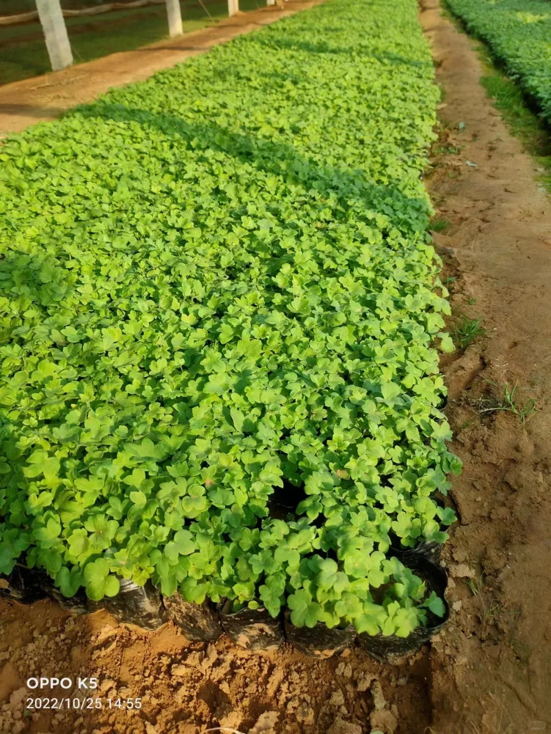 工程苗适合有花园要地栽的花友