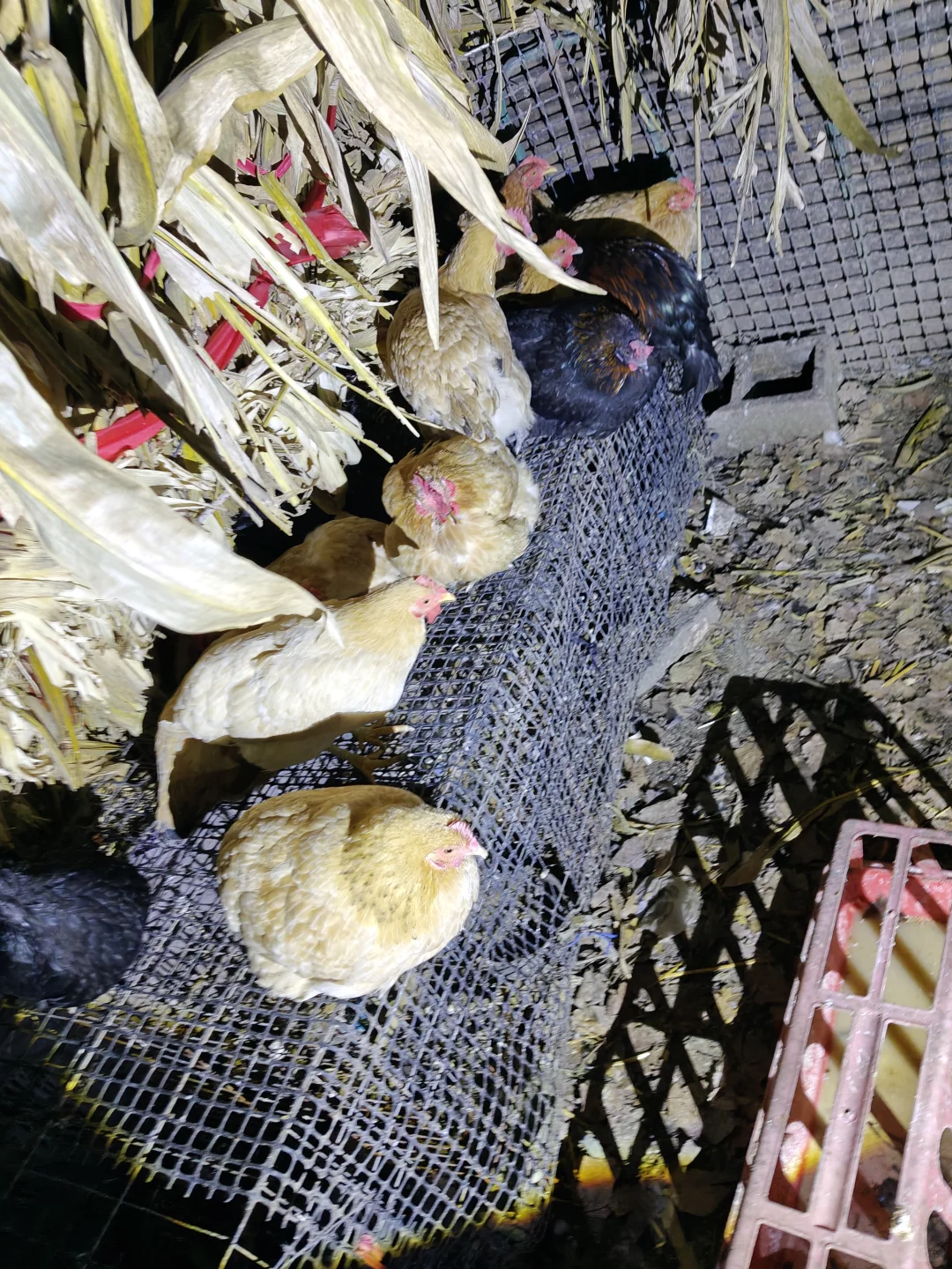 深夜鸡舍的“原住民”，这才是真散养土鸡啊！