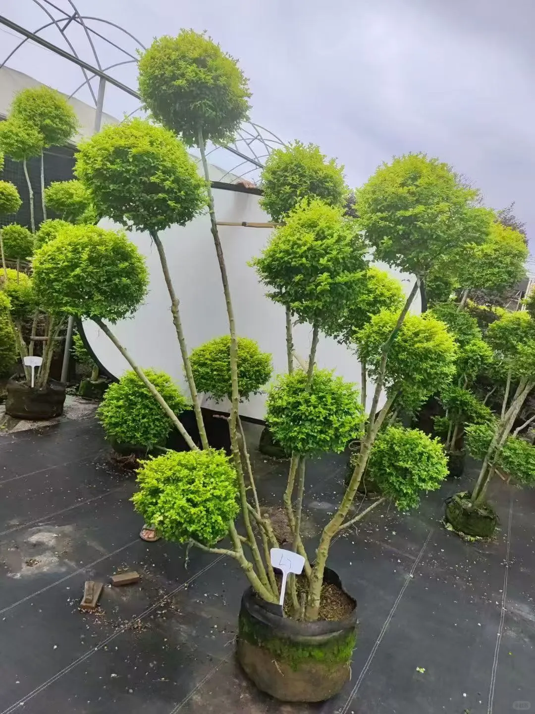 【苗木~亮叶女贞】