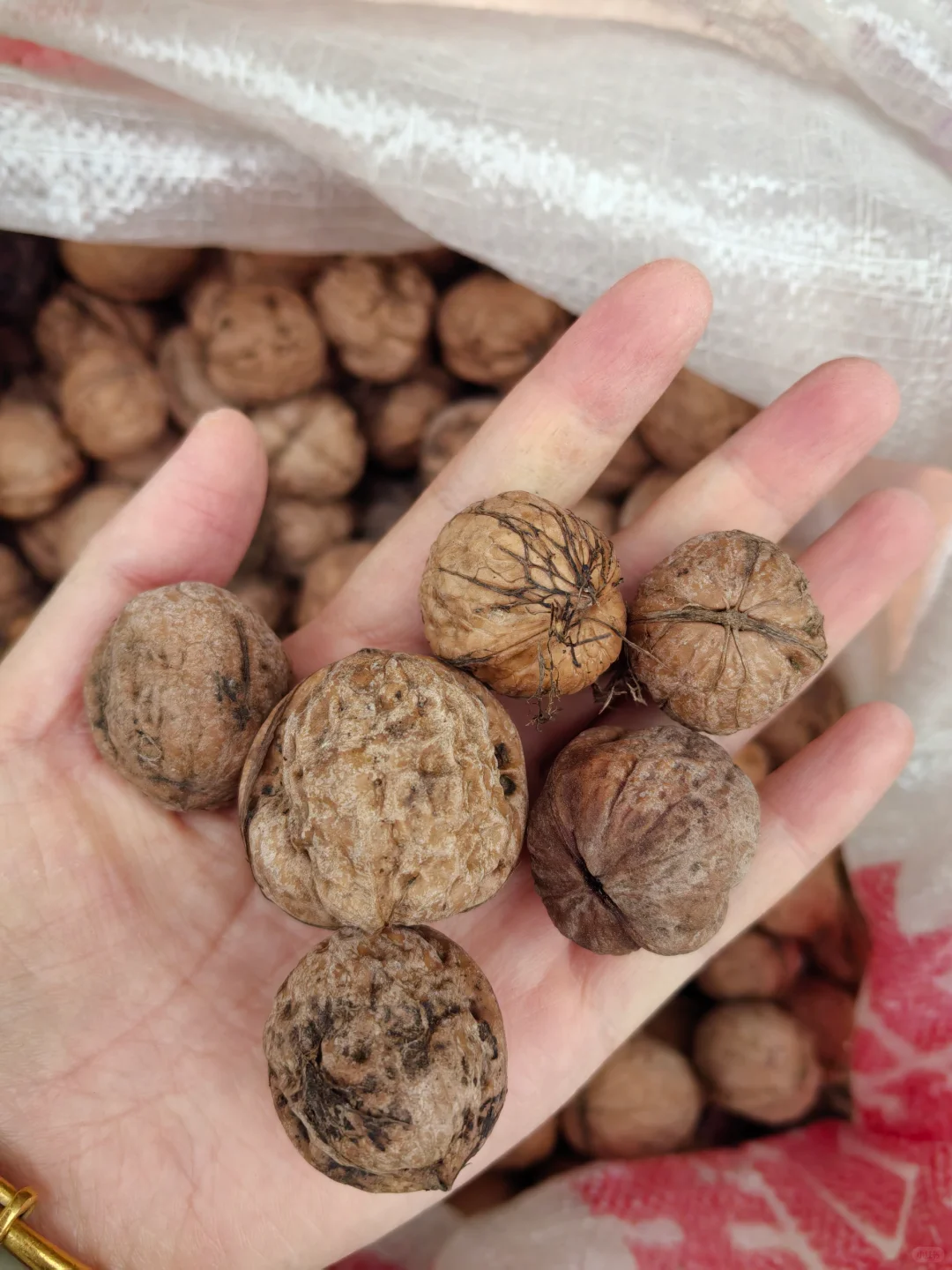 土核桃能加工成什么产品