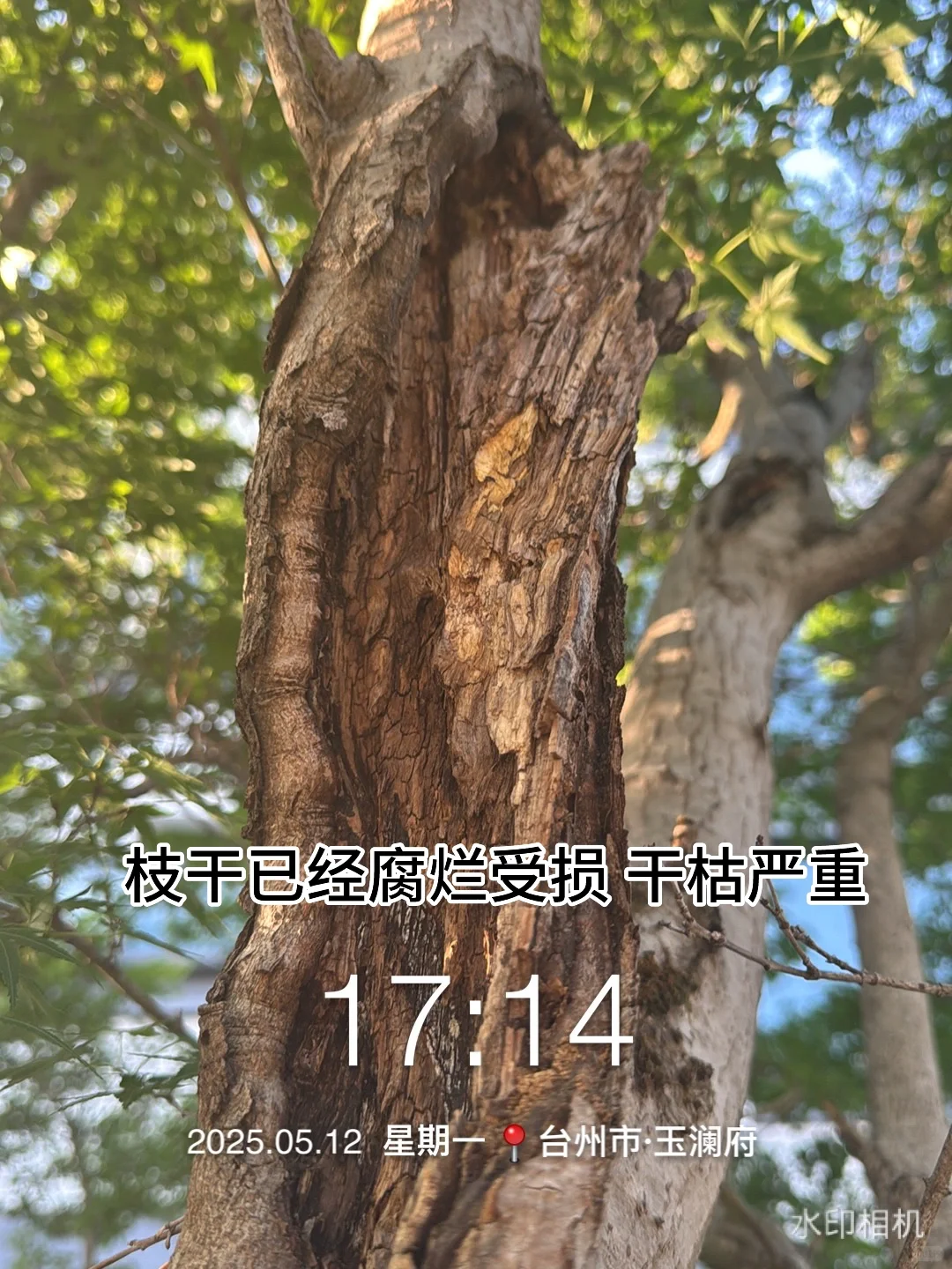 花了40万从日本买了一颗羽毛红枫树