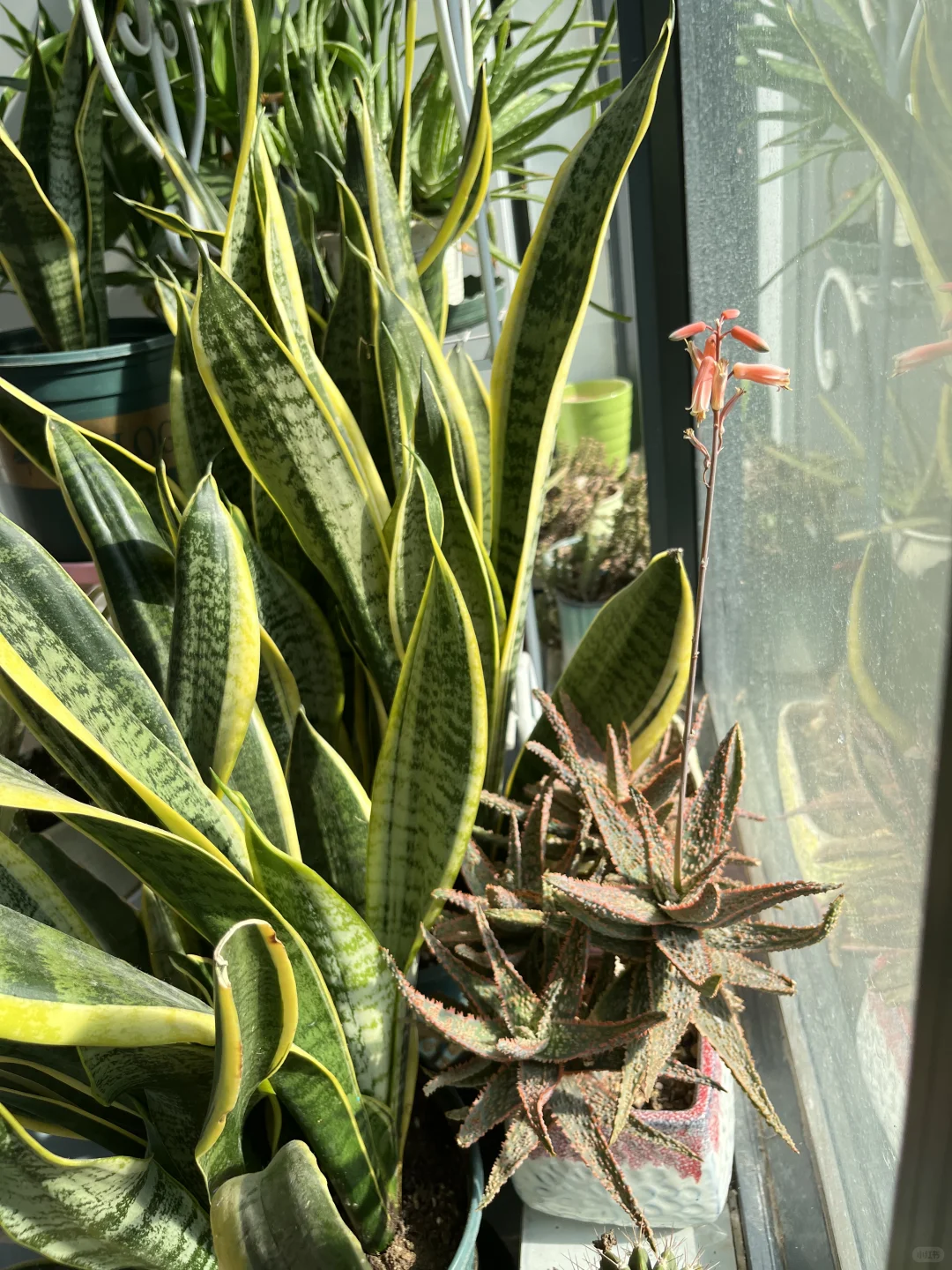 ?阳台党绿植强推虎皮兰！！