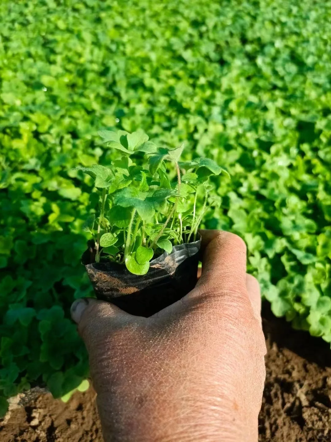 工程苗适合有花园要地栽的花友