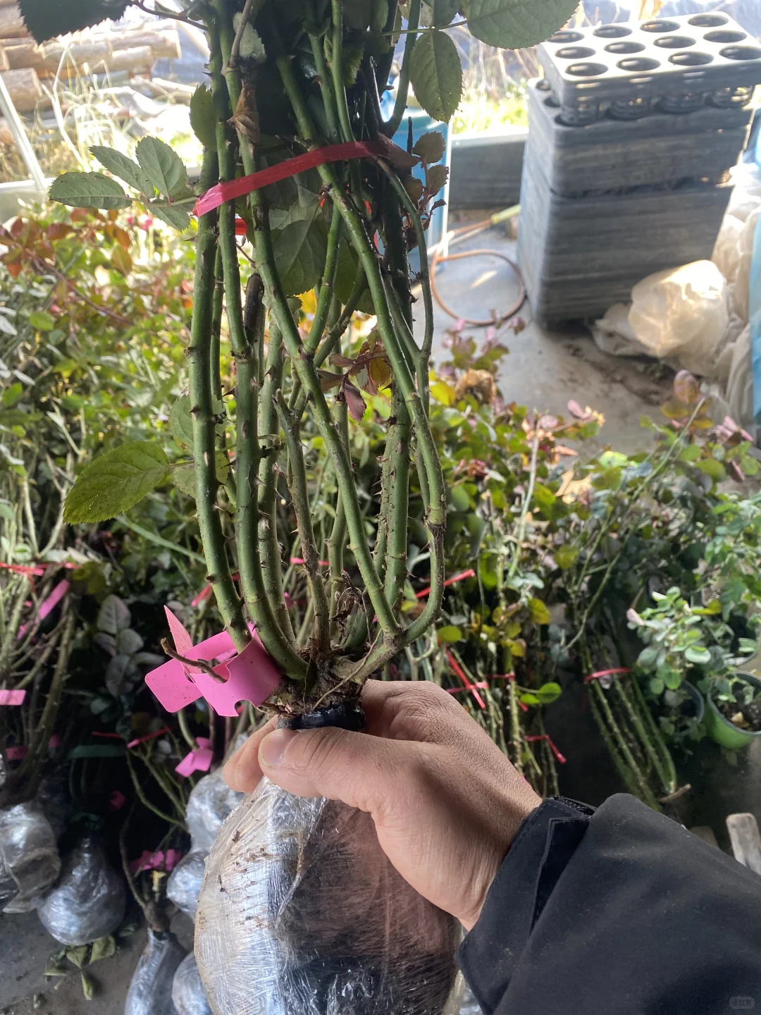 25年的第一批地栽大苗土球发货，今天发出