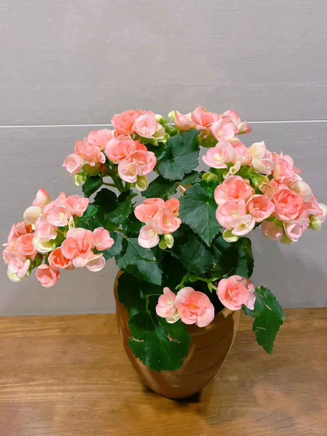 家里养花｜观花盆栽