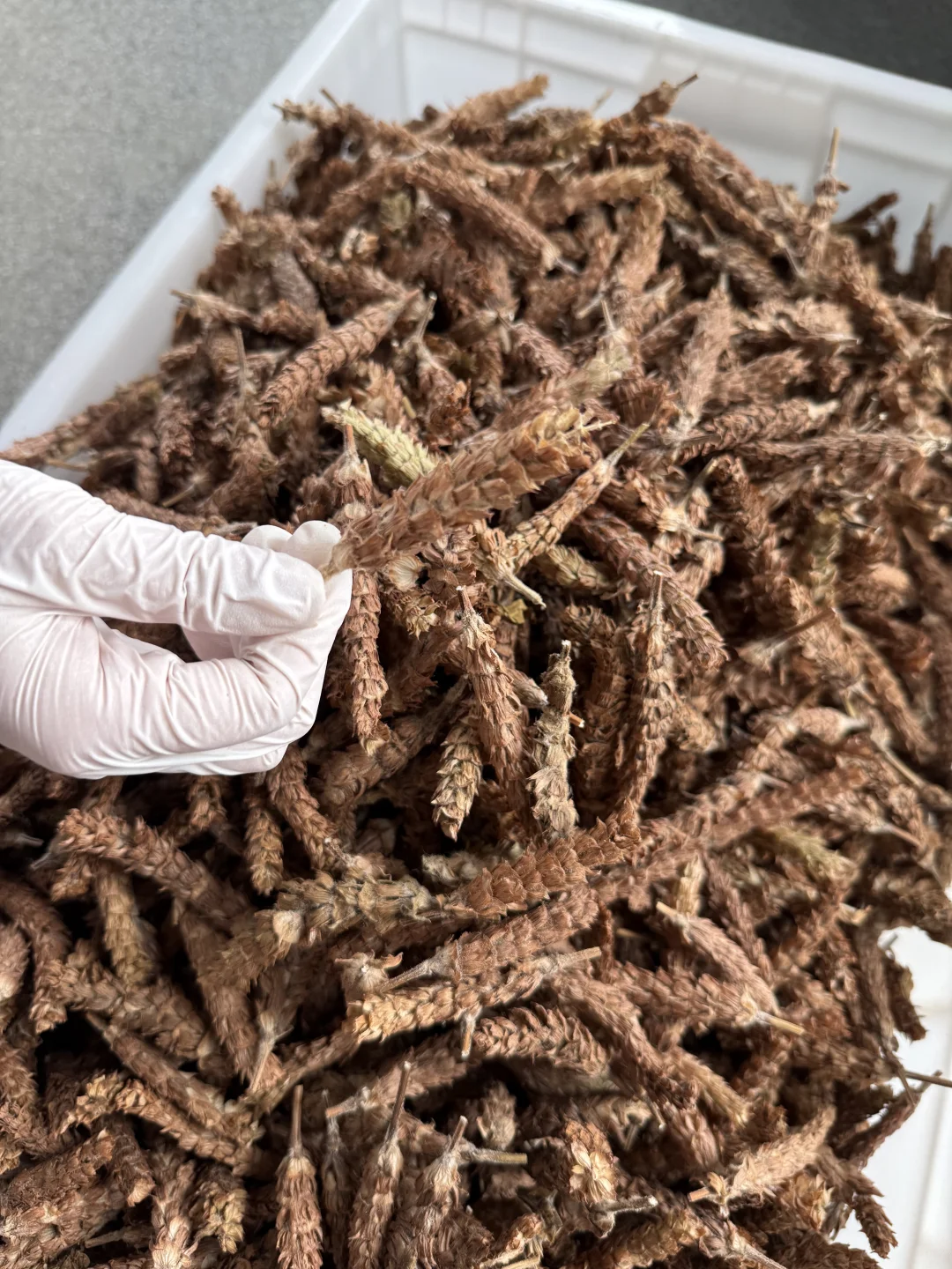 今日加工的小东西～