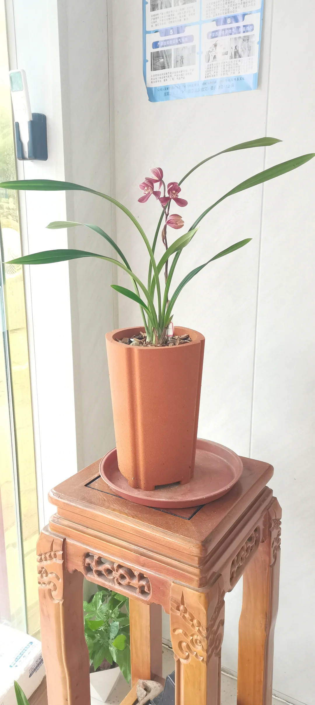 花开盛美，满屋飘香?