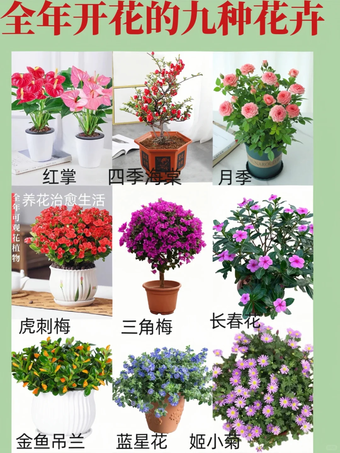 全年开花的九种好养易活的花卉绿植