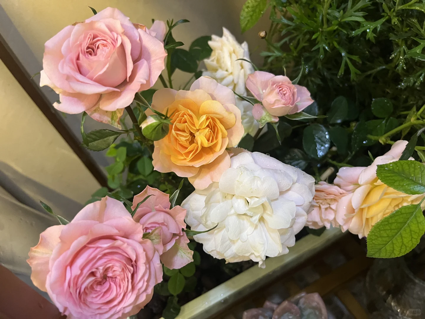 独居 | 一个人养花的治愈时光?