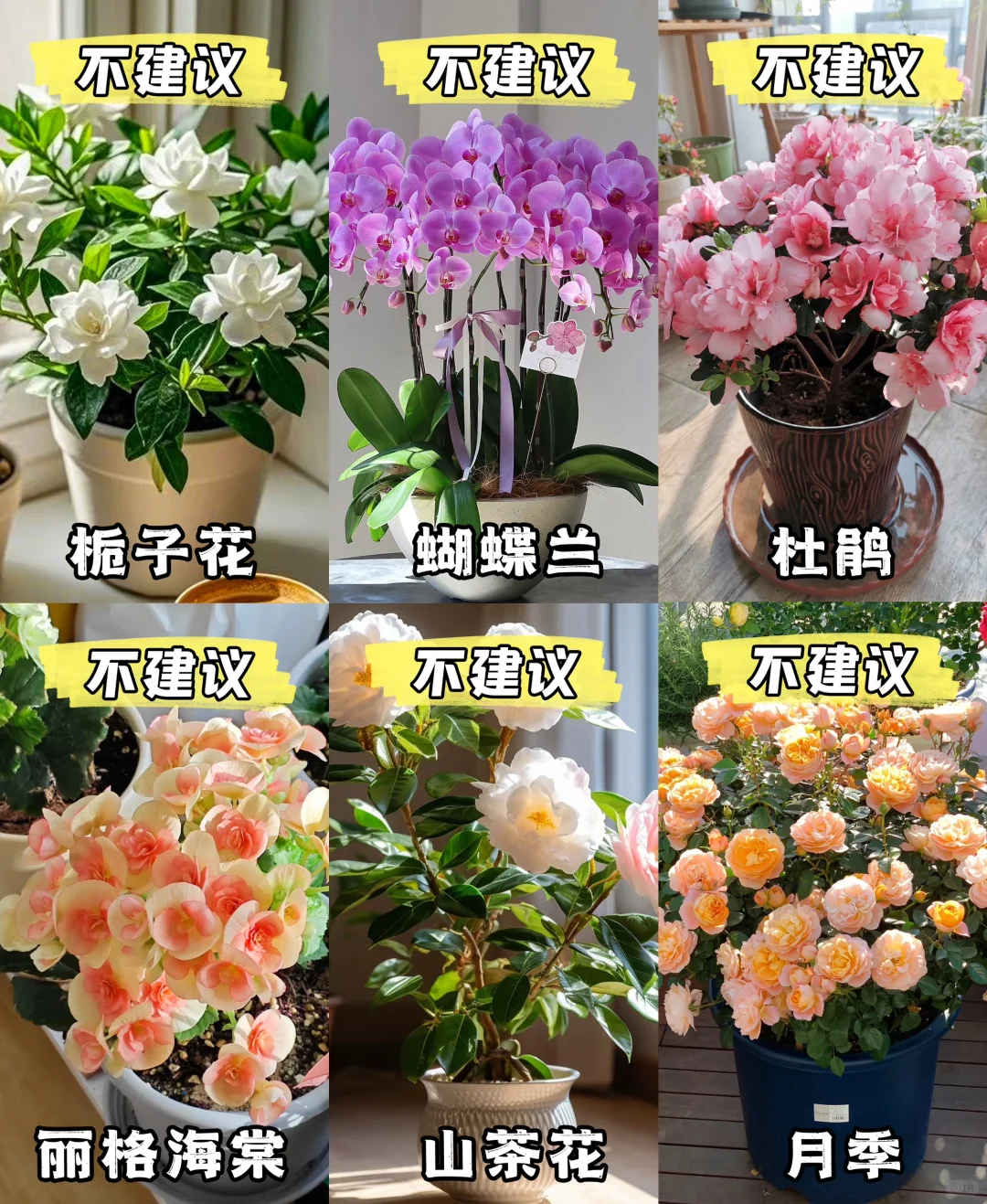 新手小白?｜建议养的花与不建议养的花?