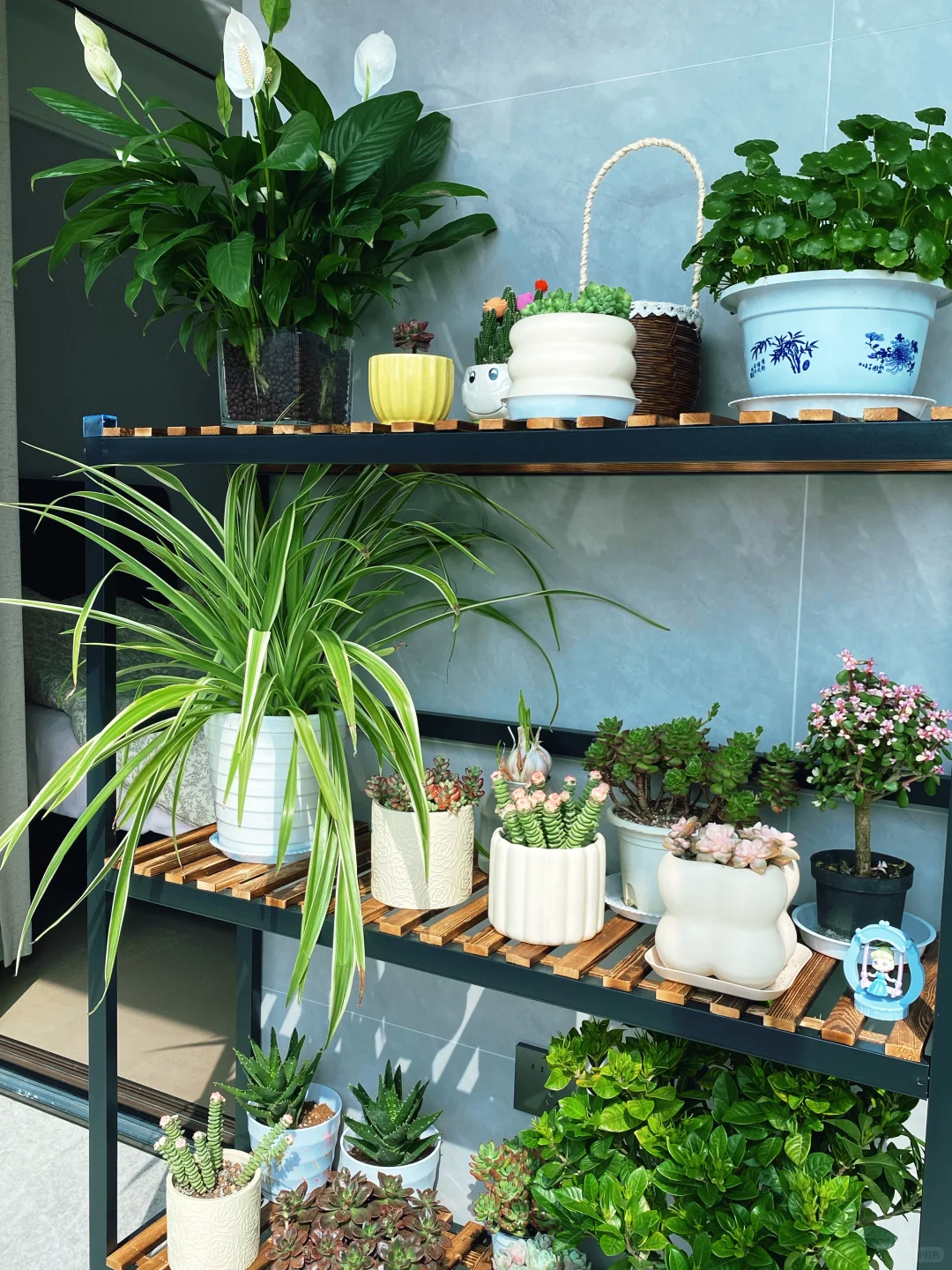 家里真的不能没有绿植啊‼️