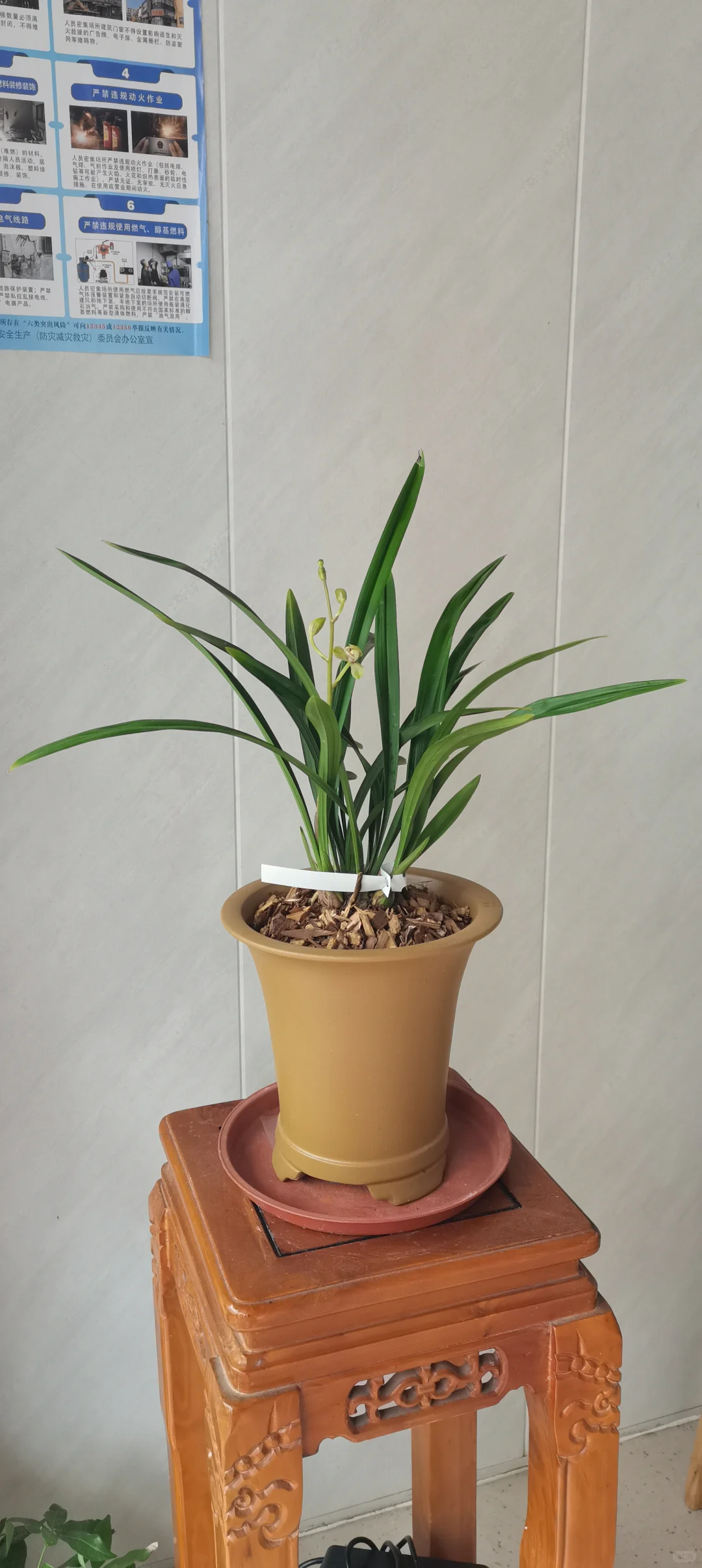 花开盛美，满屋飘香?