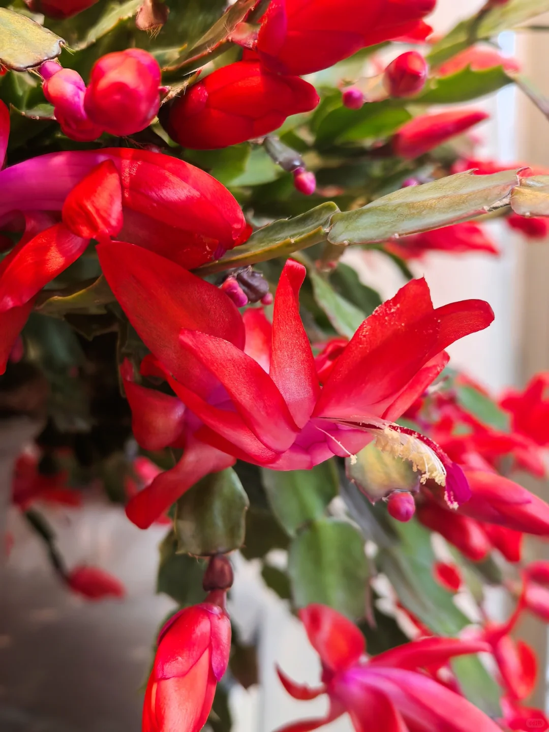 蟹爪兰的高光时刻到啦