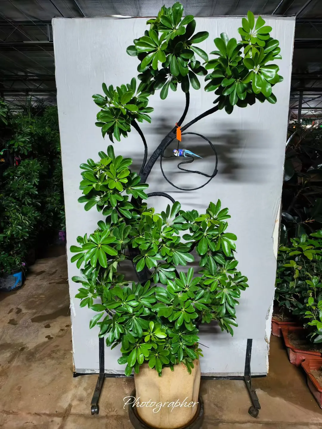 北京植物租摆_花卉租赁_绿植养护公司