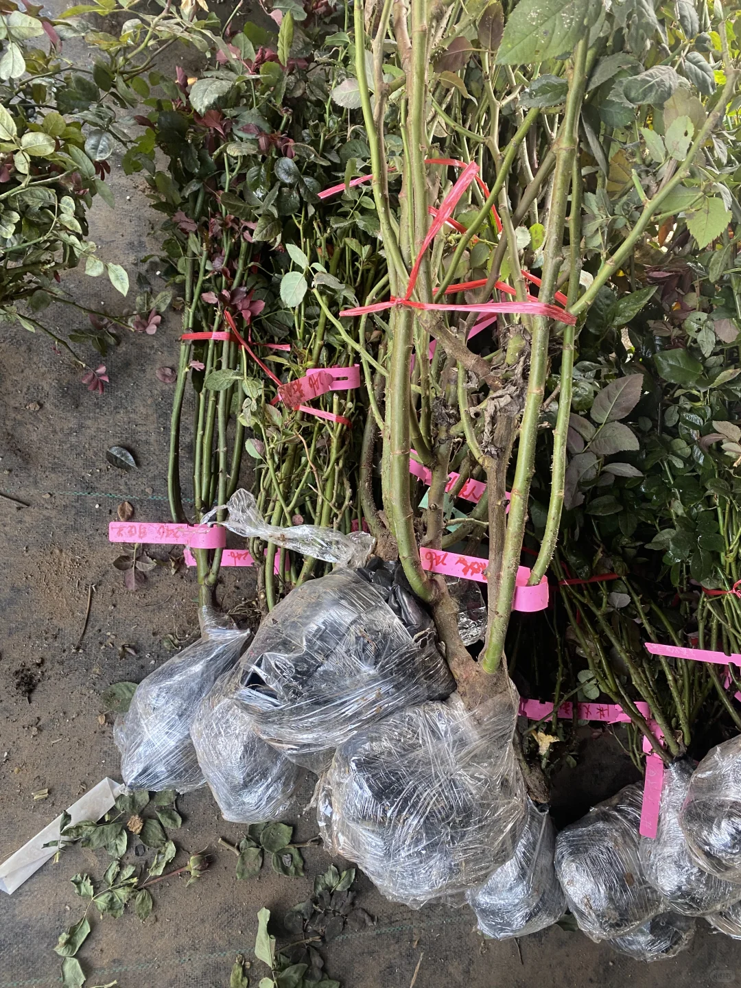 25年的第一批地栽大苗土球发货，今天发出