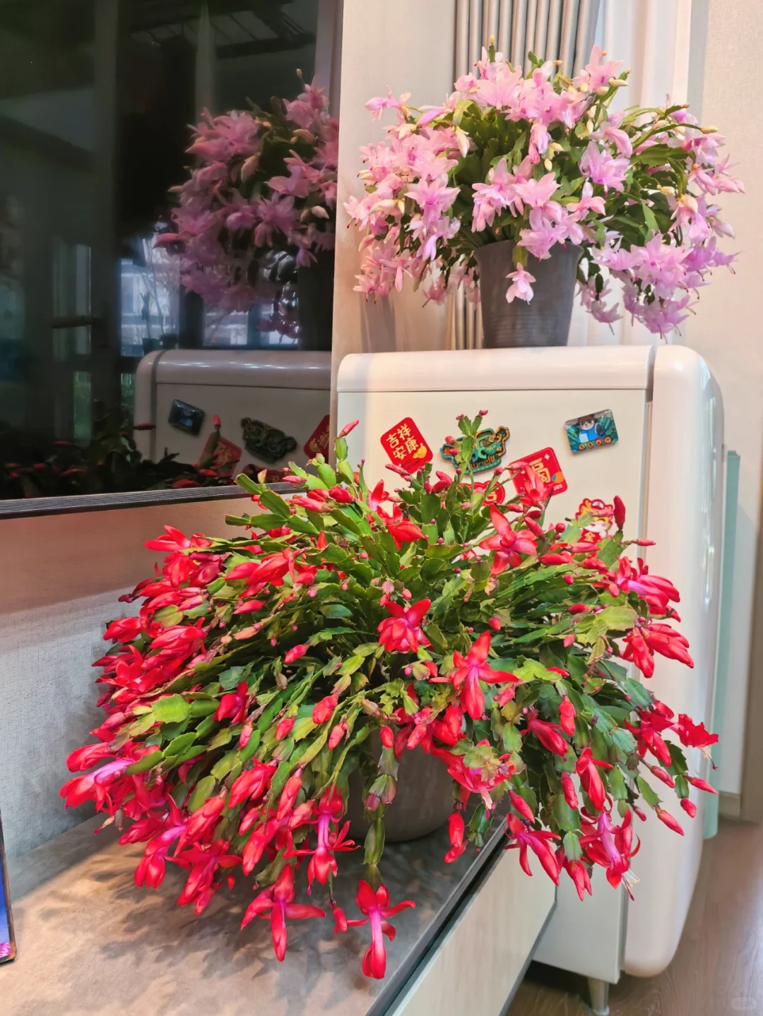 蟹爪兰的高光时刻到啦