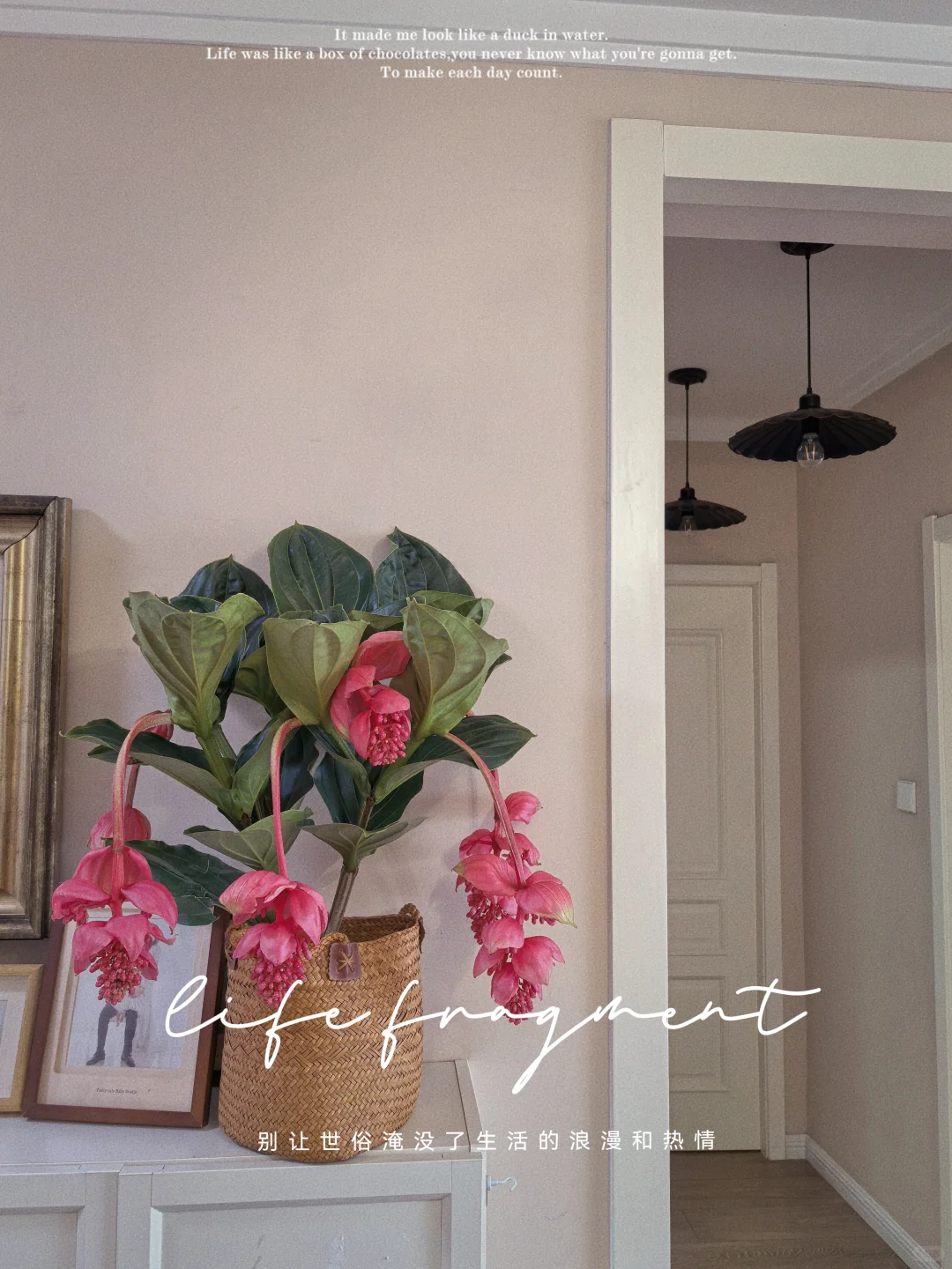 宝莲灯，花中爱马仕