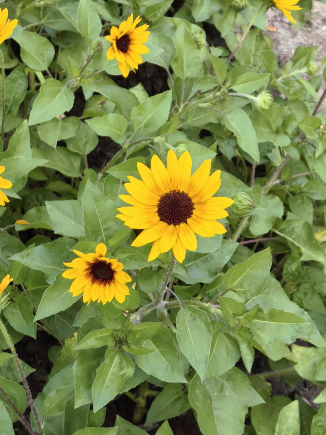 每日一花65: 向日葵