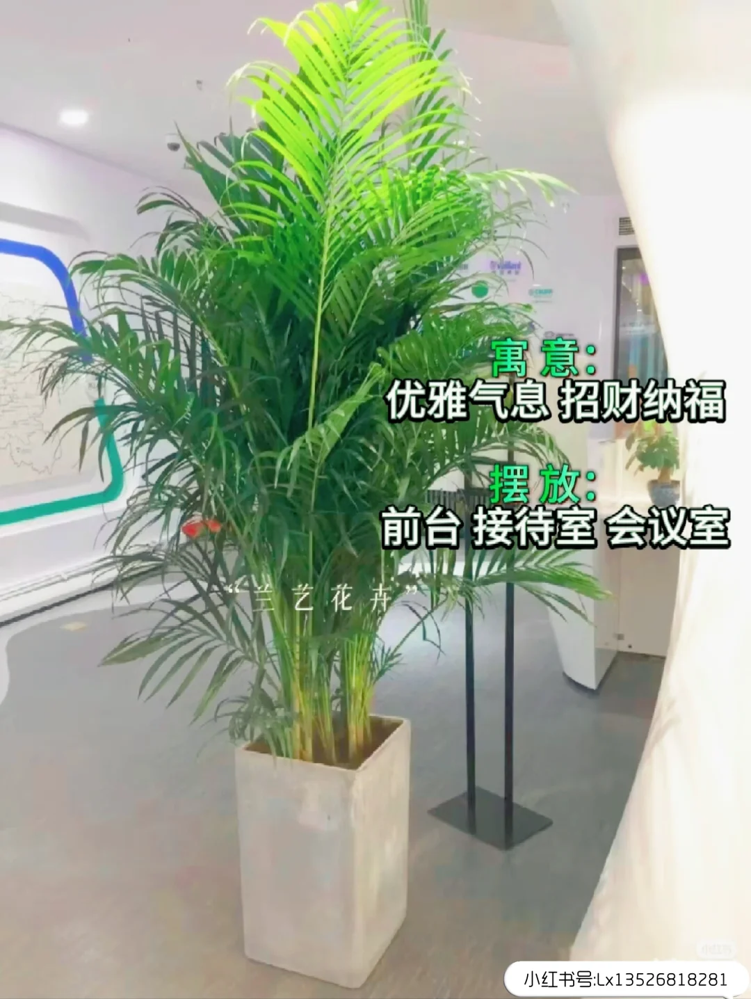 12种办公室大型绿植推荐｜寓意+养护指南