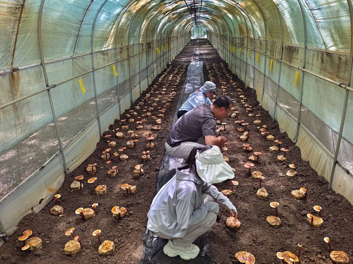 军屯科技小院开展科技指导与服务工作