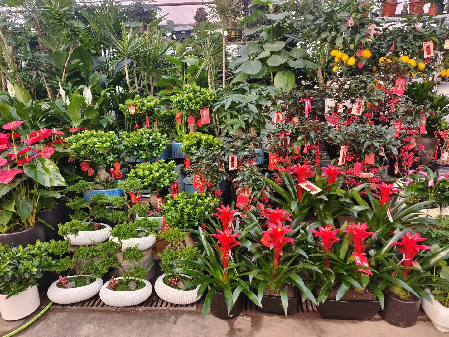 2025蛇年年宵花日常?乌鲁木齐绿植