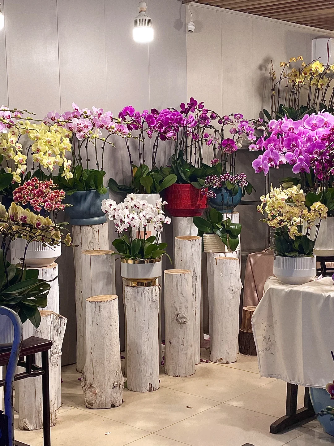 南昌这个花鸟市场也太好逛啦吧