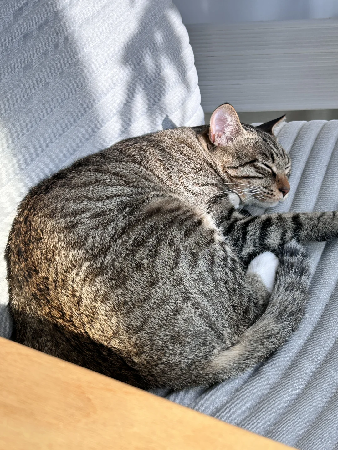 独立英语老师日常「学会吸收能量」